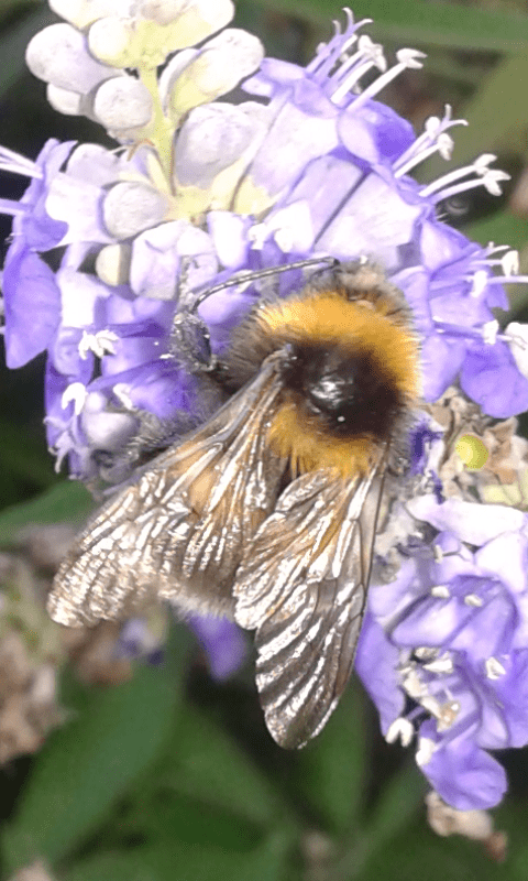 Apidae : Bombus (Megabombus) hortorum?  Sì